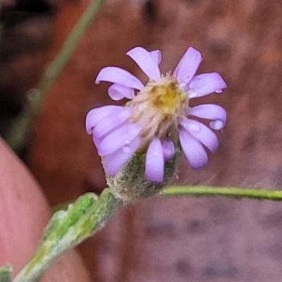 Vittadinia gracilis (New Holland Daisy) at Manton, NSW - 13 Mar 2023 by trevorpreston