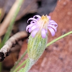 Vittadinia gracilis at Manton, NSW - 13 Mar 2023