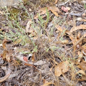 Vittadinia gracilis at Manton, NSW - 13 Mar 2023 09:55 AM