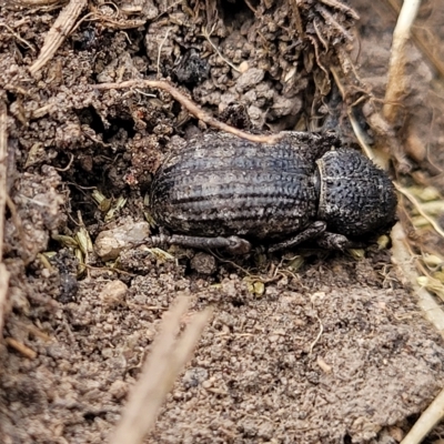 Cubicorhynchus maculatus (Spotted ground weevil) at Manton, NSW - 13 Mar 2023 by trevorpreston