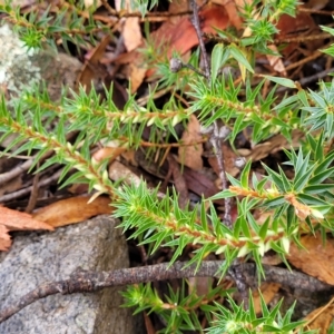 Melichrus urceolatus at Manton, NSW - 13 Mar 2023