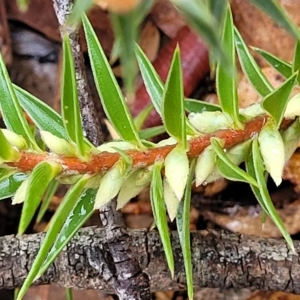 Melichrus urceolatus at Manton, NSW - 13 Mar 2023