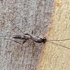 Ichneumonidae (family) (Unidentified ichneumon wasp) at Manton, NSW - 13 Mar 2023 by trevorpreston