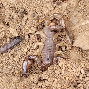 Urodacus manicatus at Manton, NSW - 13 Mar 2023 09:44 AM