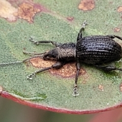 Merimnetes oblongus (Radiata pine shoot weevil) at Jerrawa, NSW - 13 Mar 2023 by trevorpreston