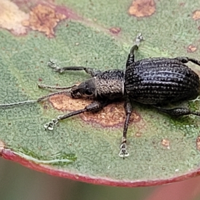 Merimnetes oblongus (Radiata pine shoot weevil) at Jerrawa, NSW - 13 Mar 2023 by trevorpreston