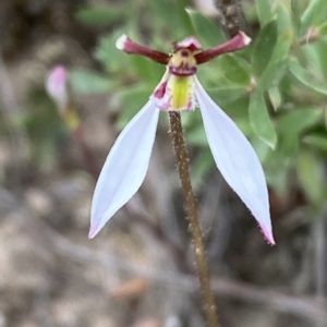 Eriochilus cucullatus at Jerrabomberra, NSW - 13 Mar 2023