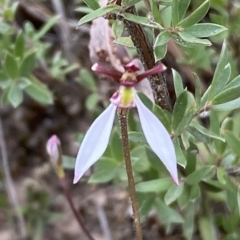 Eriochilus cucullatus at Jerrabomberra, NSW - 13 Mar 2023