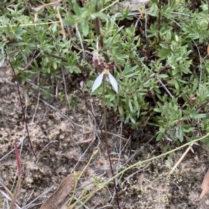 Eriochilus cucullatus at Jerrabomberra, NSW - 13 Mar 2023