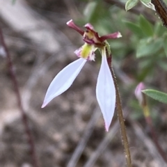 Eriochilus cucullatus at Jerrabomberra, NSW - 13 Mar 2023