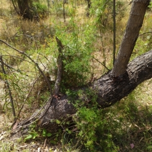 Clematis leptophylla at Hackett, ACT - 26 Jan 2023 12:07 PM