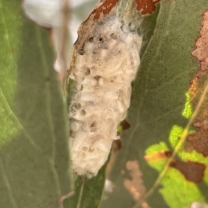 Braconidae (family) at Nicholls, ACT - 13 Mar 2023