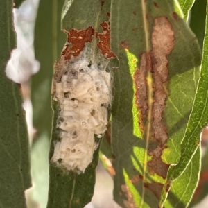 Braconidae (family) at Nicholls, ACT - 13 Mar 2023 01:20 PM