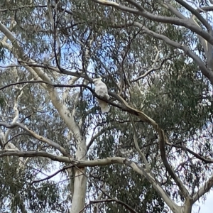 Cacatua galerita at Nicholls, ACT - 13 Mar 2023 12:28 PM