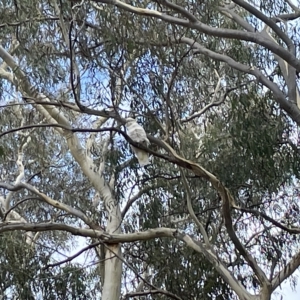 Cacatua galerita at Nicholls, ACT - 13 Mar 2023 12:28 PM