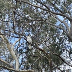 Cacatua galerita at Nicholls, ACT - 13 Mar 2023 12:28 PM