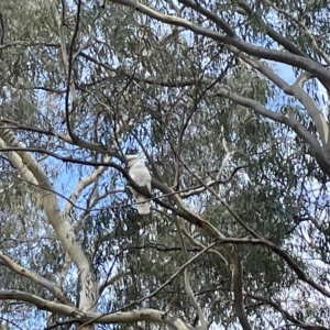 Cacatua galerita at Nicholls, ACT - 13 Mar 2023 12:28 PM