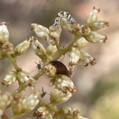 Lepidoptera unclassified IMMATURE moth at Percival Hill - 13 Mar 2023 by Hejor1