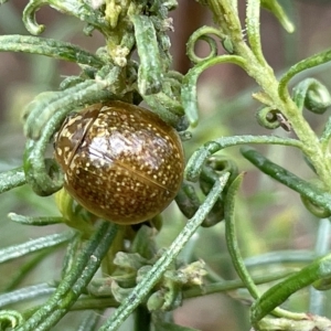 Paropsisterna cloelia at Nicholls, ACT - 13 Mar 2023