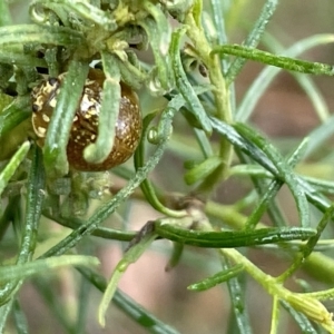 Paropsisterna cloelia at Nicholls, ACT - 13 Mar 2023