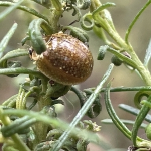 Paropsisterna cloelia at Nicholls, ACT - 13 Mar 2023