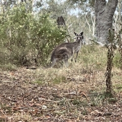 Macropus giganteus (Eastern Grey Kangaroo) at Percival Hill - 13 Mar 2023 by Hejor1