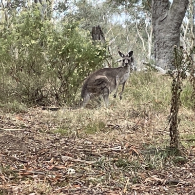 Macropus giganteus (Eastern Grey Kangaroo) at Percival Hill - 13 Mar 2023 by Hejor1