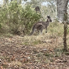 Macropus giganteus at Nicholls, ACT - 13 Mar 2023