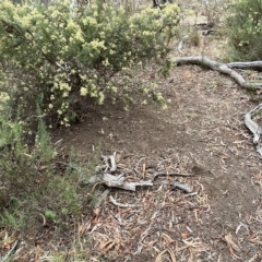 Macropus giganteus at Nicholls, ACT - 13 Mar 2023