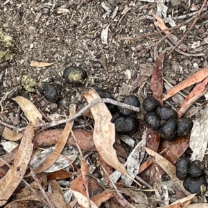 Macropus giganteus at Nicholls, ACT - 13 Mar 2023