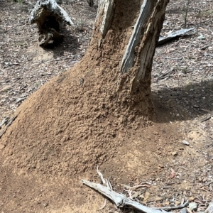 Nasutitermes exitiosus at Nicholls, ACT - 13 Mar 2023