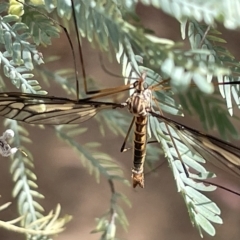 Ptilogyna sp. (genus) (A crane fly) at Percival Hill - 13 Mar 2023 by Hejor1