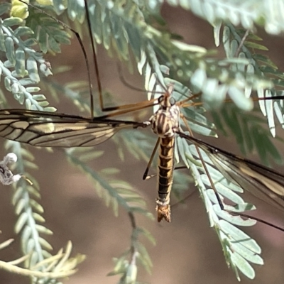 Ptilogyna sp. (genus) (A crane fly) at Nicholls, ACT - 13 Mar 2023 by Hejor1