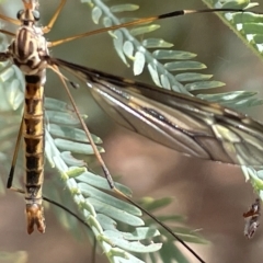 Ptilogyna sp. (genus) at Nicholls, ACT - 13 Mar 2023