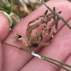 Neosparassus sp. (genus) at Nicholls, ACT - 13 Mar 2023