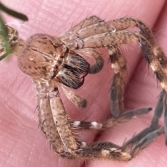 Neosparassus sp. (genus) at Nicholls, ACT - 13 Mar 2023