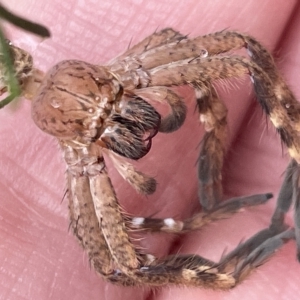 Neosparassus sp. (genus) at Nicholls, ACT - 13 Mar 2023 01:02 PM