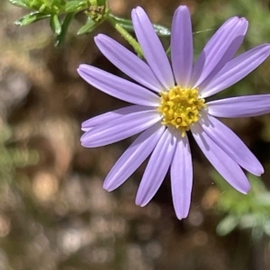 Olearia tenuifolia at Nicholls, ACT - 13 Mar 2023