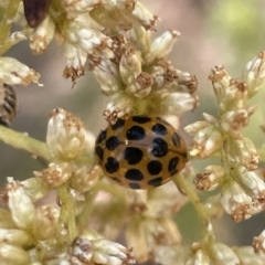 Harmonia conformis (Common Spotted Ladybird) at Nicholls, ACT - 13 Mar 2023 by Hejor1