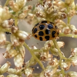 Harmonia conformis at Nicholls, ACT - 13 Mar 2023