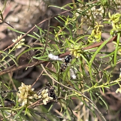 Syrphini sp. (tribe) (Unidentified syrphine hover fly) at Percival Hill - 13 Mar 2023 by Hejor1