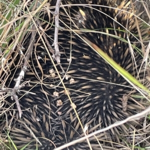 Tachyglossus aculeatus at Nicholls, ACT - 13 Mar 2023