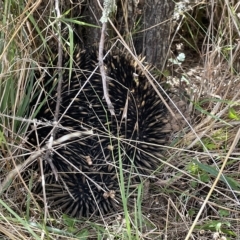 Tachyglossus aculeatus at Nicholls, ACT - 13 Mar 2023