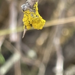 Candelariella sp. at Nicholls, ACT - 13 Mar 2023 by Hejor1