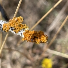 Teloschistes sp. (genus) at Nicholls, ACT - 13 Mar 2023