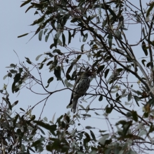 Oriolus sagittatus at Bruce, ACT - 13 Mar 2023 05:35 PM