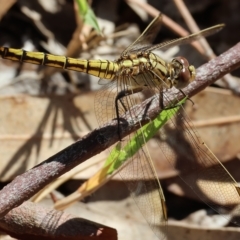 Orthetrum caledonicum (Blue Skimmer) at West Wodonga, VIC - 13 Mar 2023 by KylieWaldon