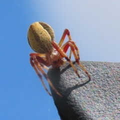 Salsa fuliginata (Sooty Orb-weaver) at Monash, ACT - 13 Mar 2023 by RodDeb