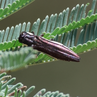Agrilus hypoleucus (Hypoleucus jewel beetle) at West Wodonga, VIC - 12 Mar 2023 by KylieWaldon