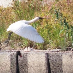 Platalea regia (Royal Spoonbill) at Tuggeranong Creek to Monash Grassland - 13 Mar 2023 by RodDeb